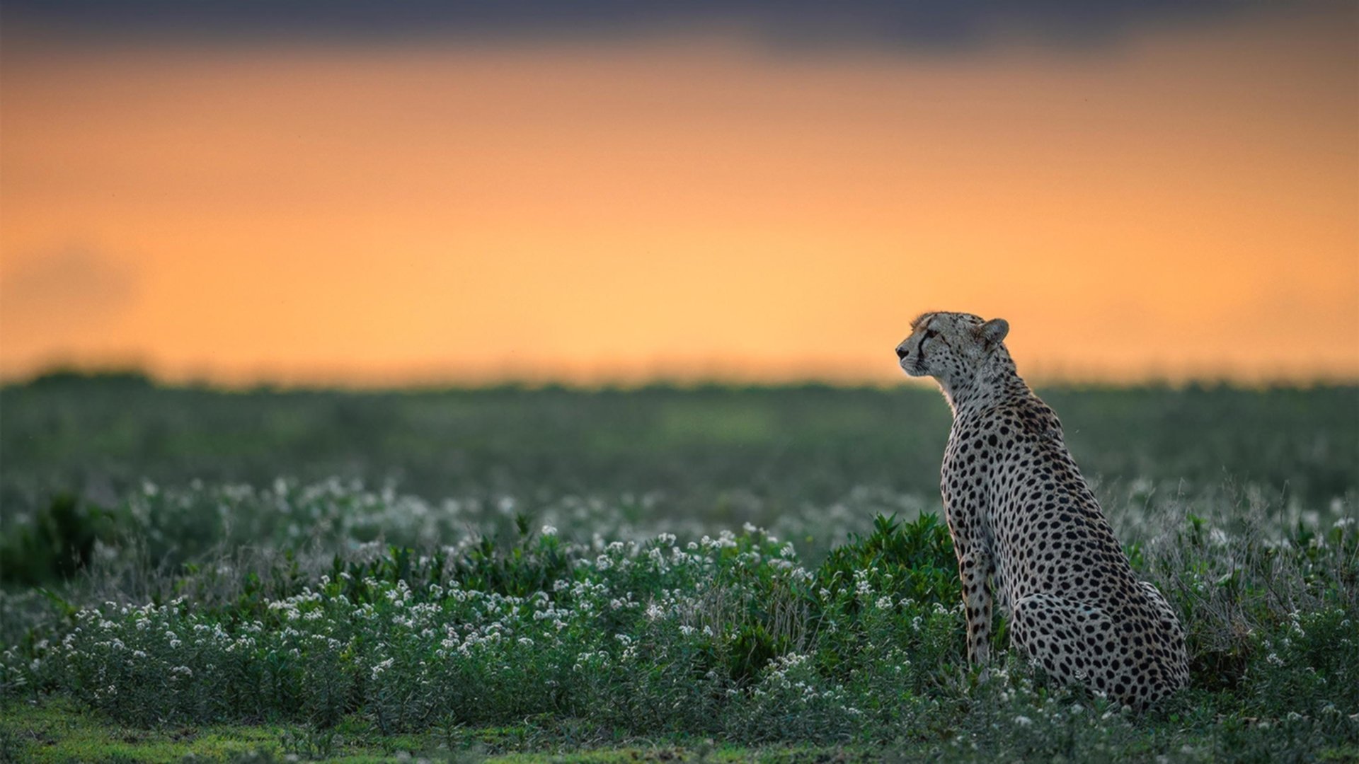 “充满悬念:最激烈的季后赛对决”,季后赛经典比赛