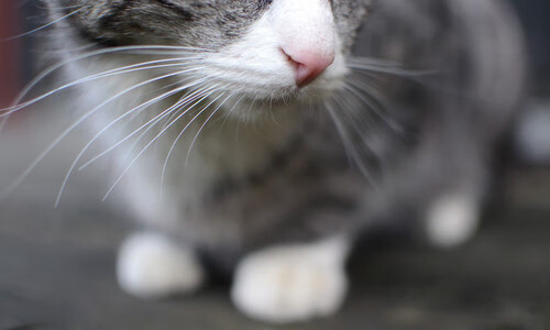 “英超赛场火热:比赛精彩程度不断升级”,英超比赛进程