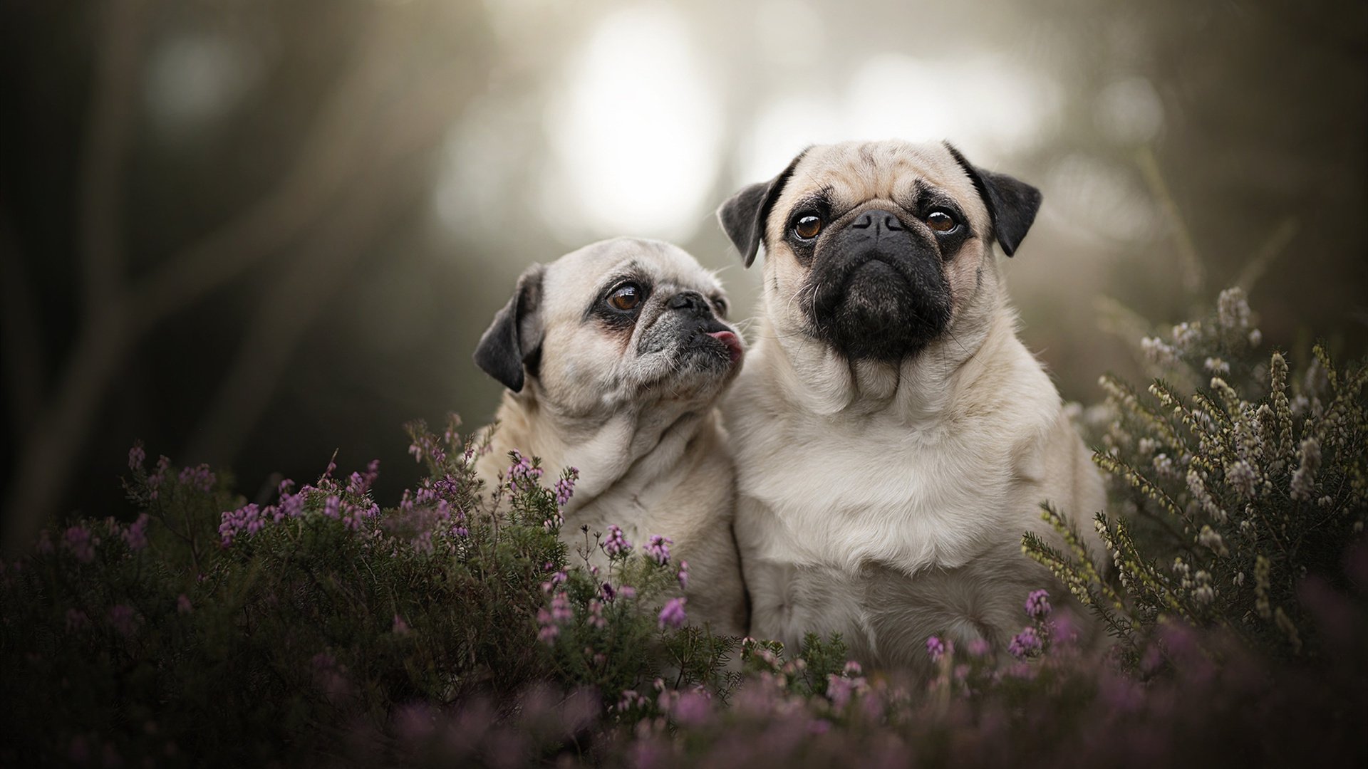 《电竞战队荣誉墙:纪录辉煌历史时刻》,电竞战队冠名