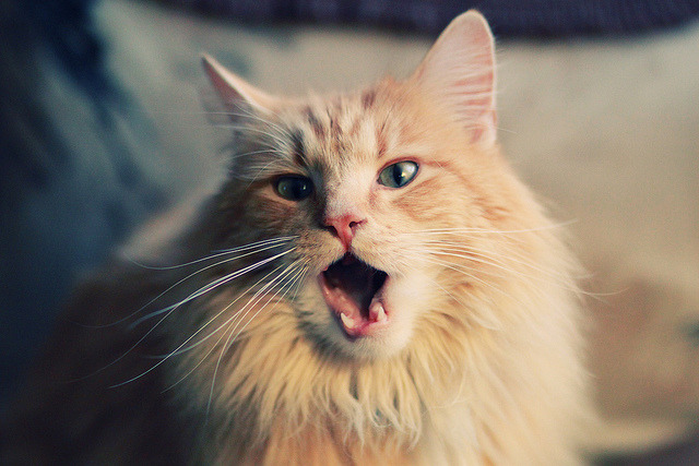 《青年力量:95后选手成为电竞新宠》,青年 力量