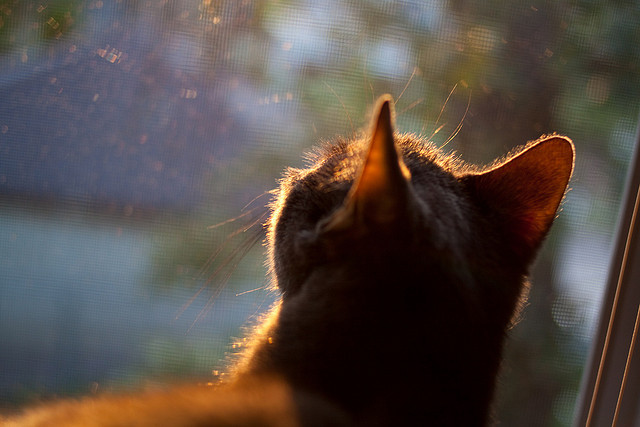 九游官网下载电脑版-“未来之星”青少年篮球明星训练营在南昌全面铺开，挖掘青训潜力