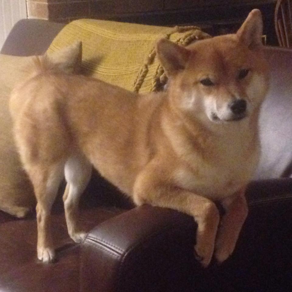 “英超球队全力备战，争夺欧战席位火热开启”，英超欧战名单