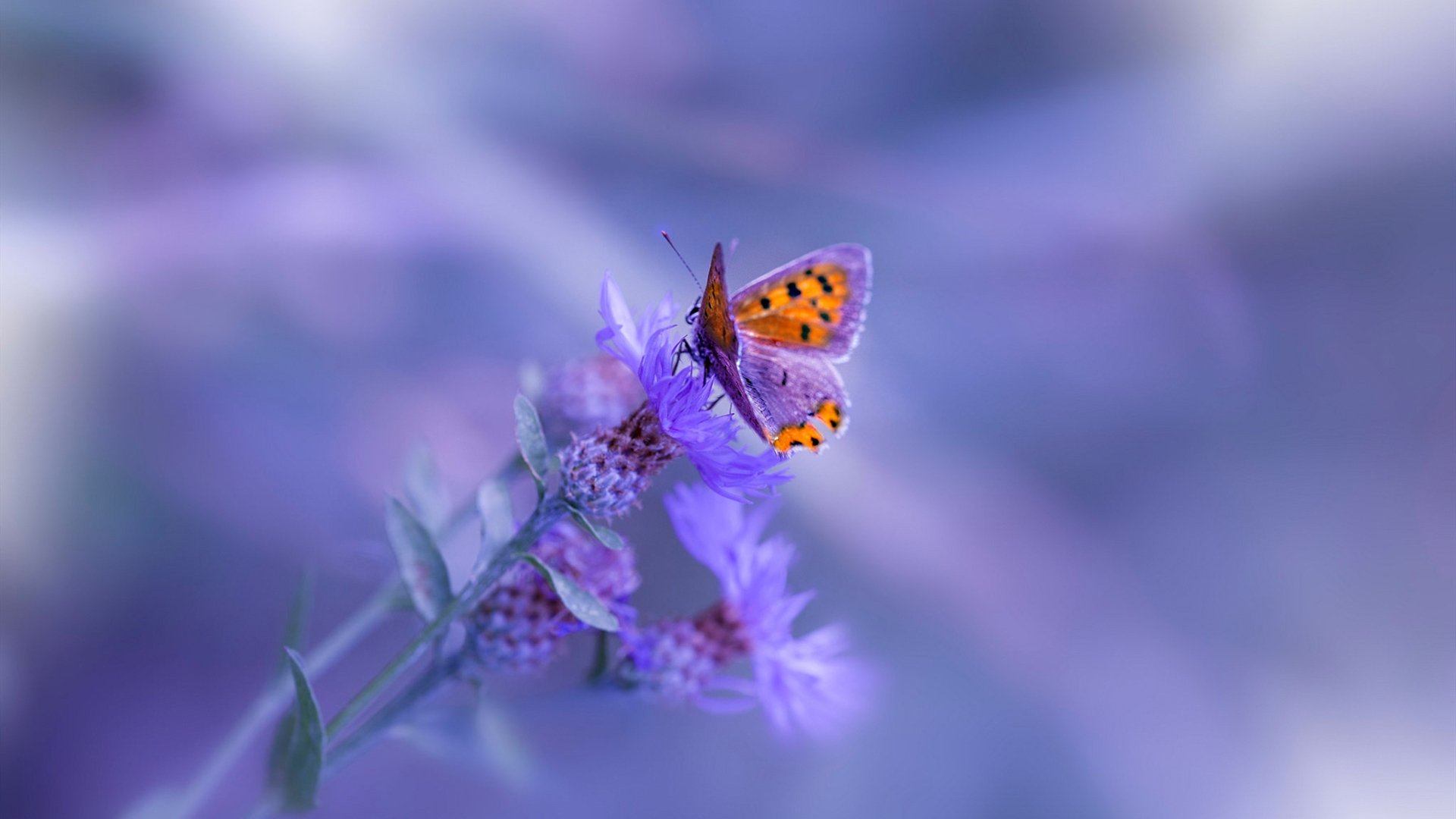 九游登录中心-“英超联赛进入白热化，豪门争霸战一触即发”，英超 联赛