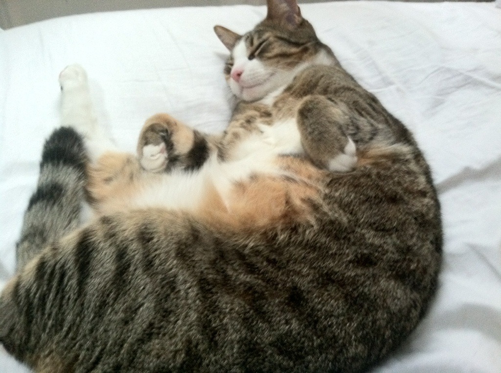 《国际电竞赛事注册热潮:报名人数创新高》,国际电子竞技大赛