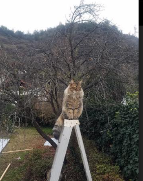 九游网游官网-《年轻用户的喜好变化：内容多元化带来新机遇》，现阶段年轻人的喜好