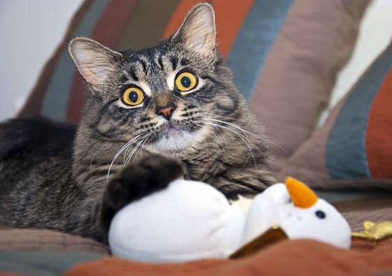 《年轻用户的喜好变化：内容多元化带来新机遇》，现阶段年轻人的喜好