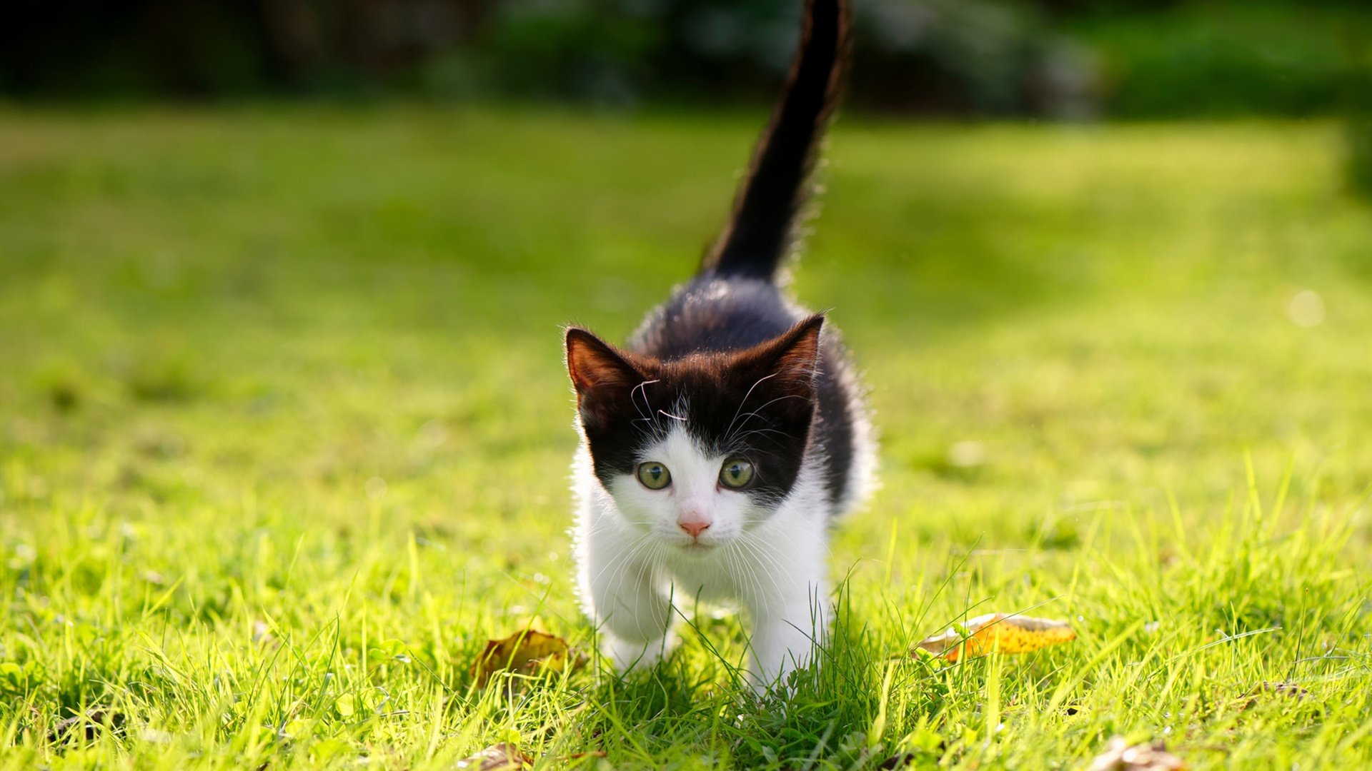 《校园电竞联赛火热进行:青春竞技再扬帆》,校园电竞比赛的宣传语