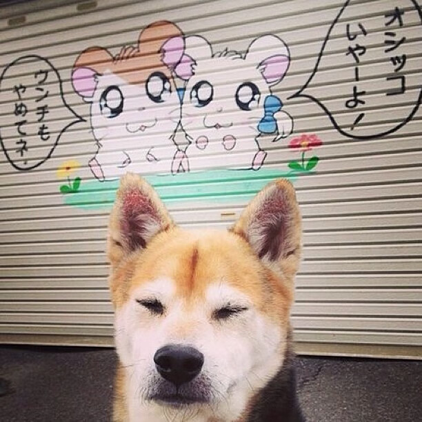 《每日镜报》：荷兰女足在预选赛中与德国队激战，荷兰女足德国女足