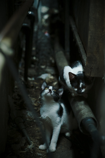 《比赛氛围升级:灯光、音响带来极致感官体验》