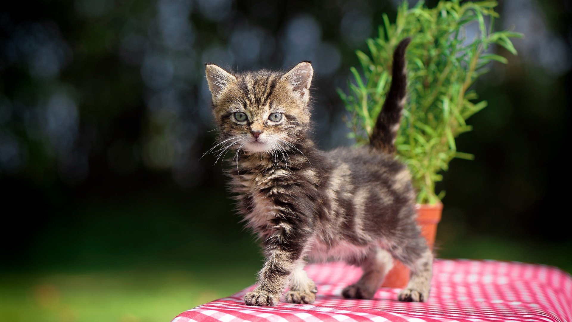 【战术解析】马克·塞尔比的防守布局，如何利用细节取胜？，马克塞尔比历史地位