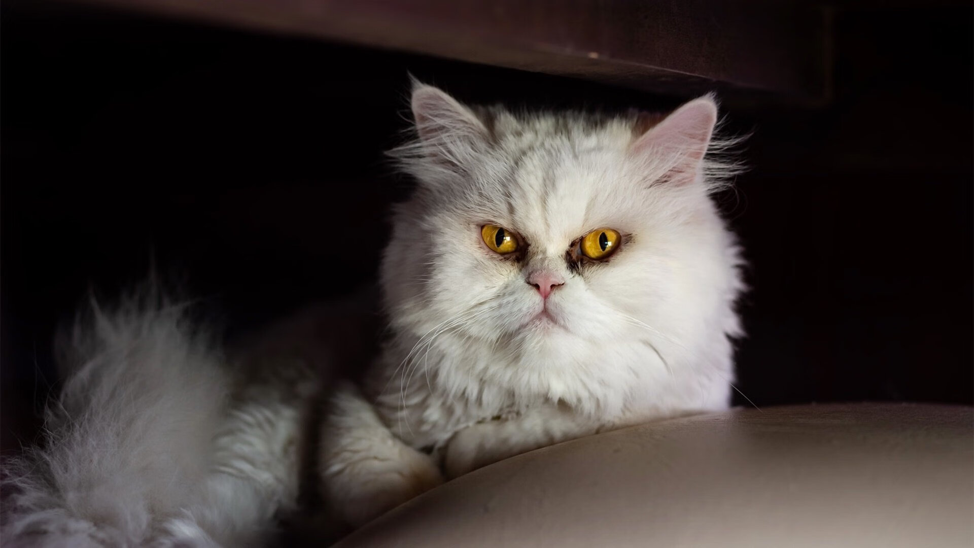 中国篮球联赛扩展海外合作,提升国际影响力,中国国内的球篮球联赛