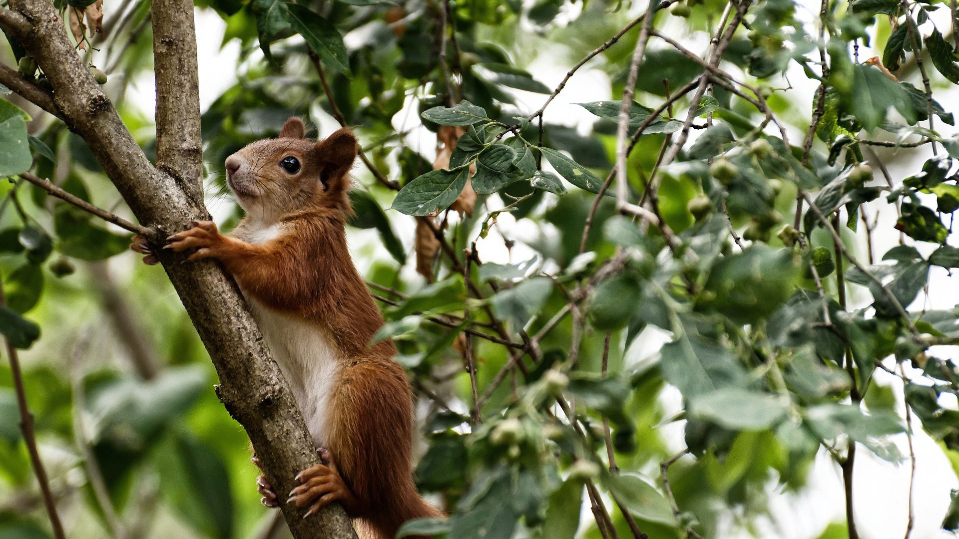 九游(jiuyou)官方网站-中国篮球运动员在海外联赛表现亮眼，实力展现增加影响力，中国篮球海外球员