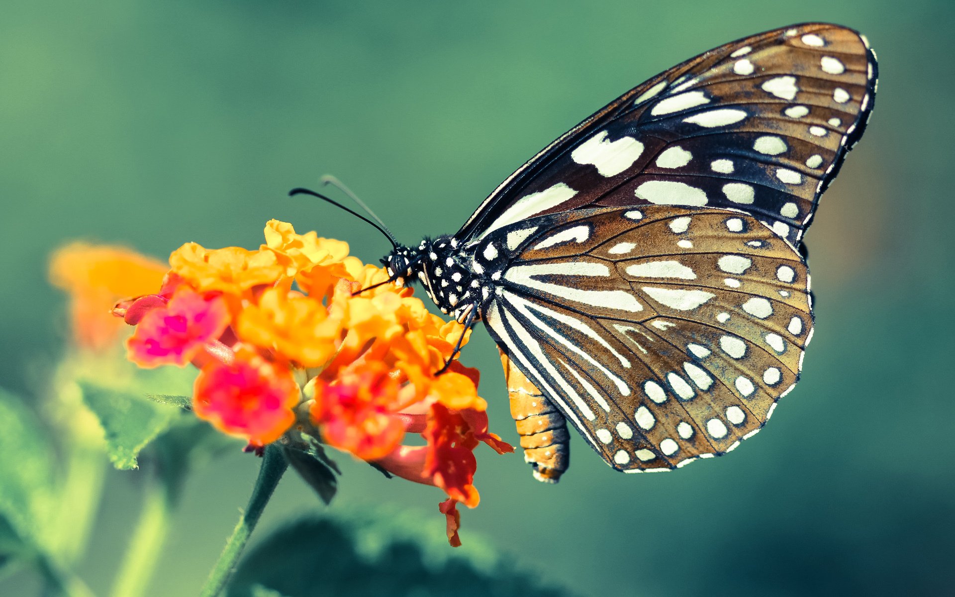 中国足球年终数据报告展示联赛成长轨迹,2021年中国足球队战绩