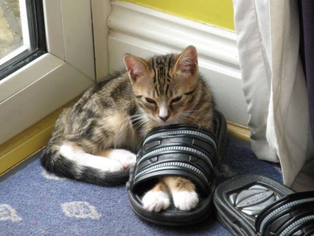 九游jiuyou-中国足球携手高校建设“足球+文化”创新平台，中国足球校园