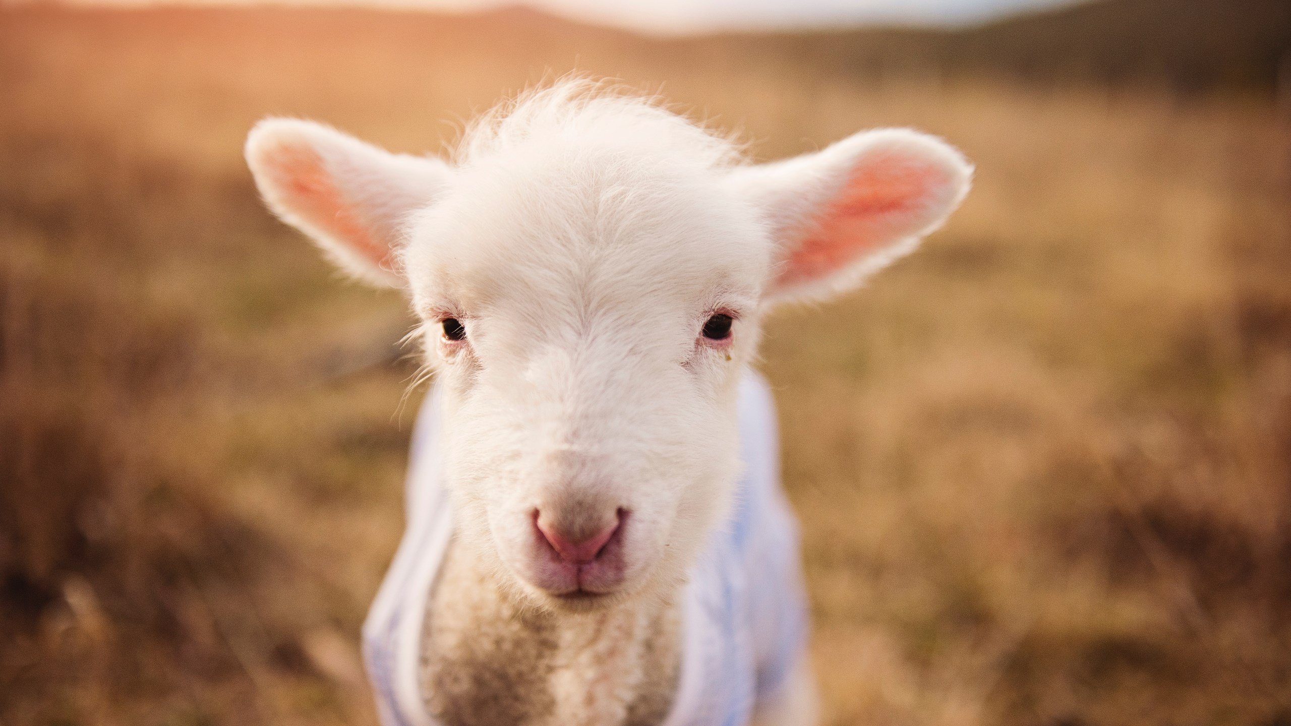 九游app官网下载-乡村田径运动会，激发农村青少年的热情，乡村体育运动