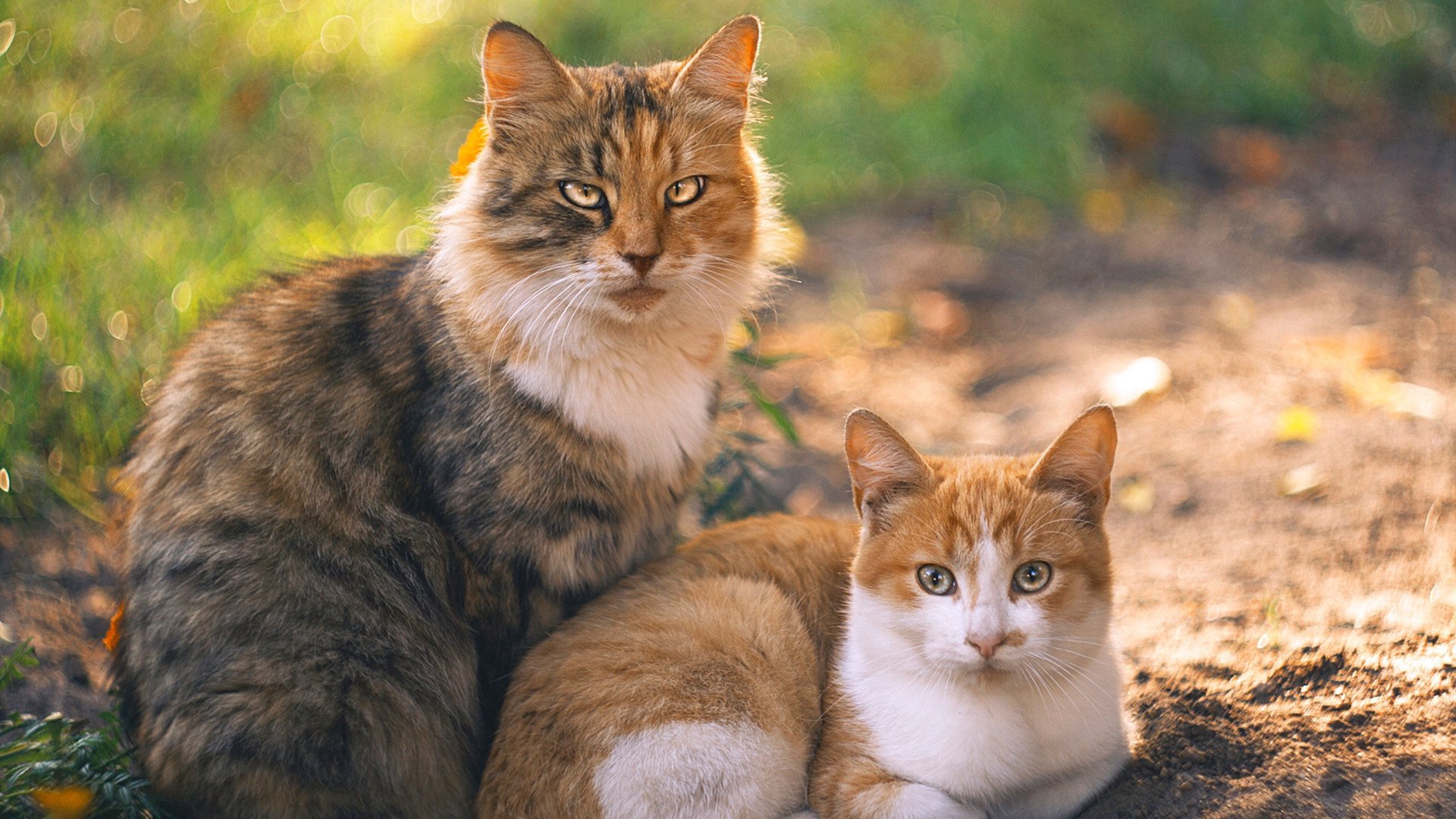 从业者访谈：台球运动发展的挑战与机遇，台球发展现状