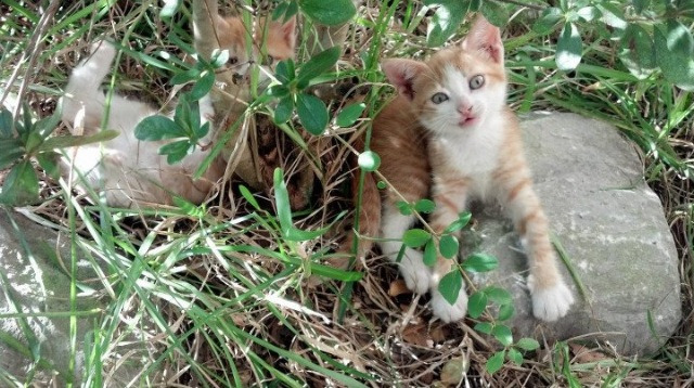 你心中的最佳赛车场景是哪一幕？，赛车景象