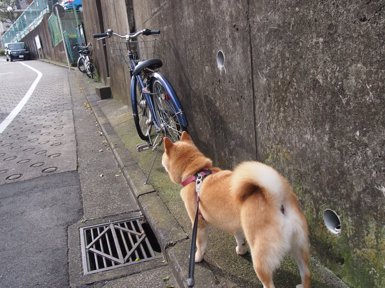 克罗地亚马术协会引入智能马鞍系统，实现实时数据监测与分析，提升骑乘体验。