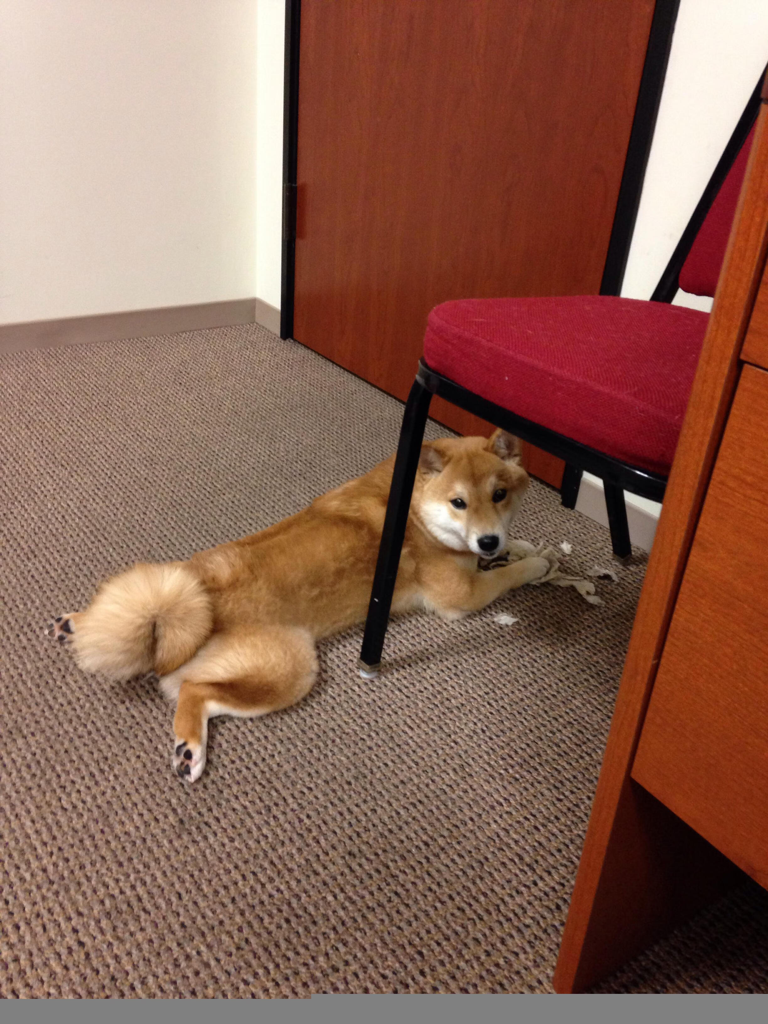 九游下载官网-勒沃库森2-1逆转弗赖堡，赫尔佐格卡面传中得分，勒沃库森vs弗赖堡