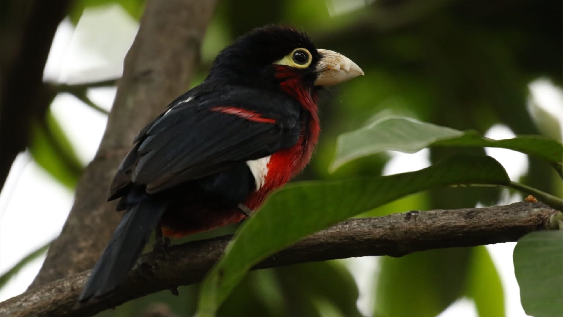 勒沃库森2-1逆转弗赖堡,赫尔佐格卡面传中得分,勒沃库森vs弗赖堡