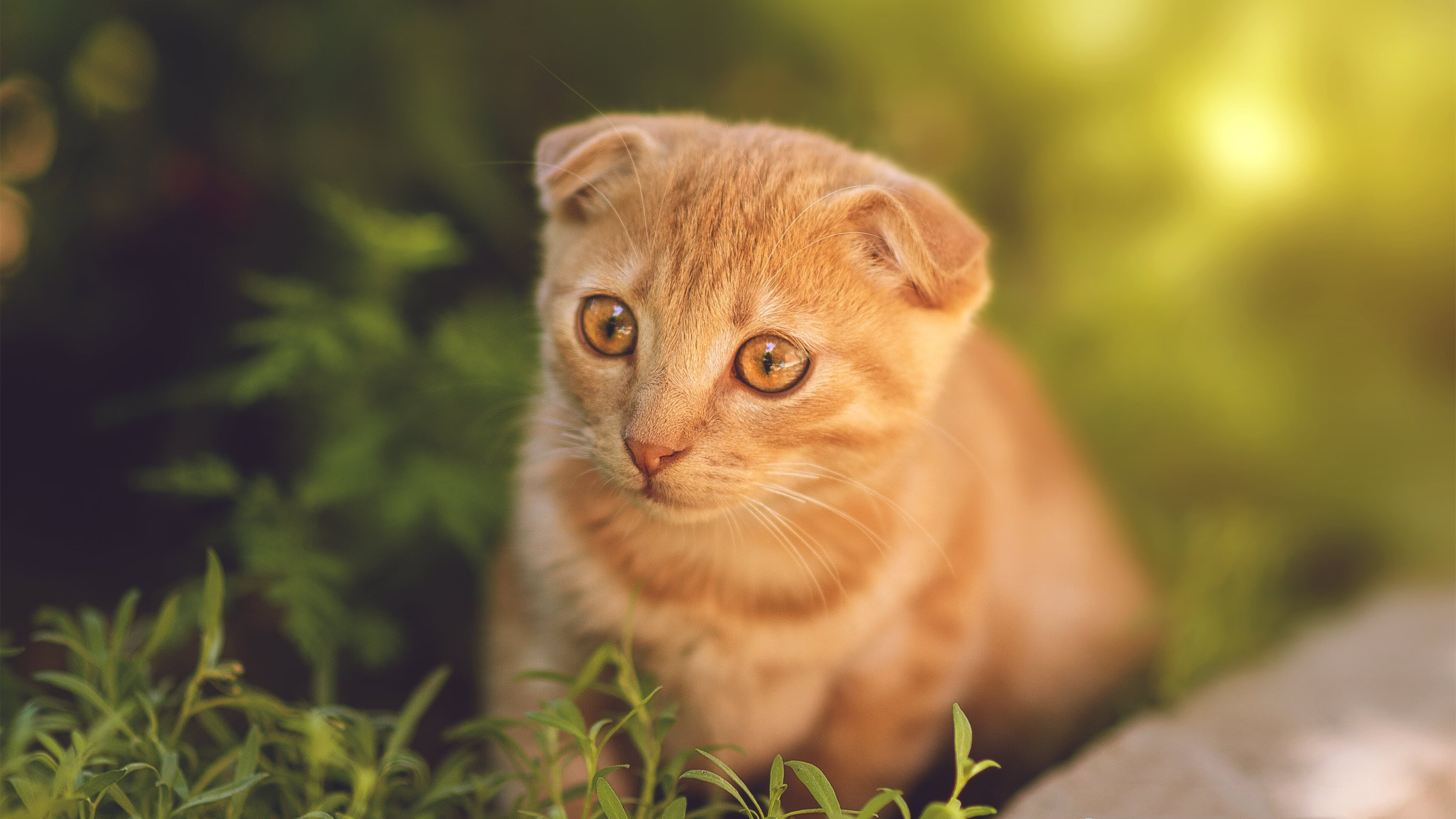 北京国安逆转取胜，迎来关键胜利，北京国安官宣