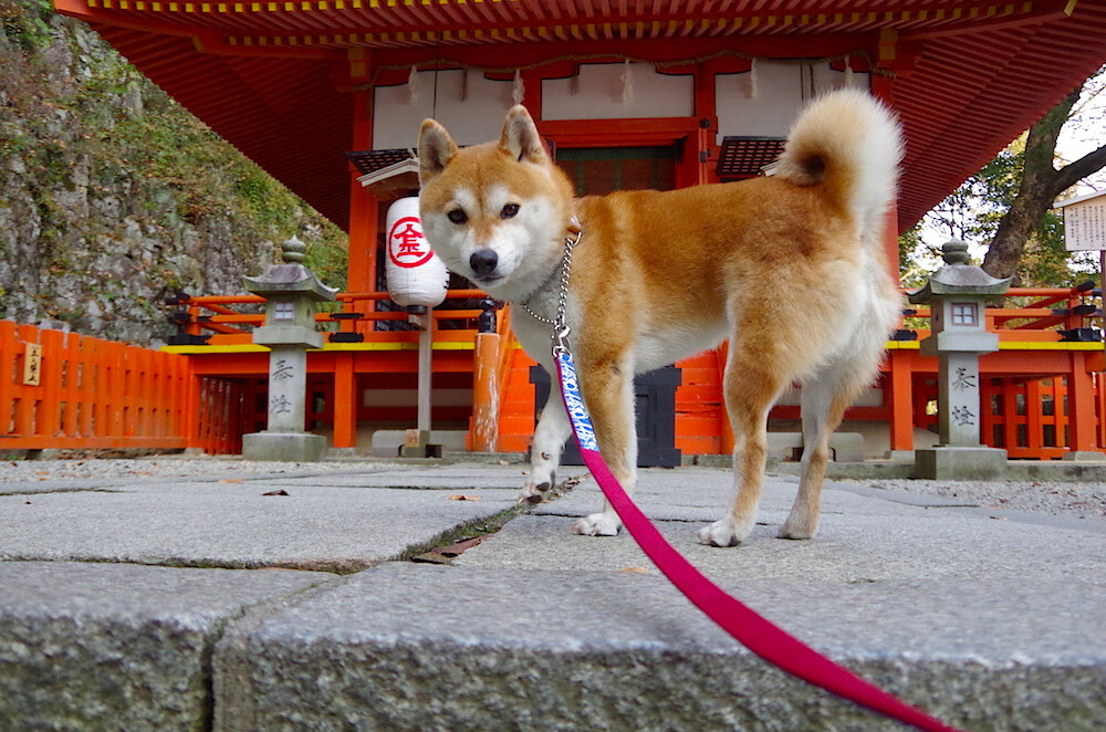 半决赛前瞻：阿根廷迎战荷兰，阿根廷对荷兰集锦