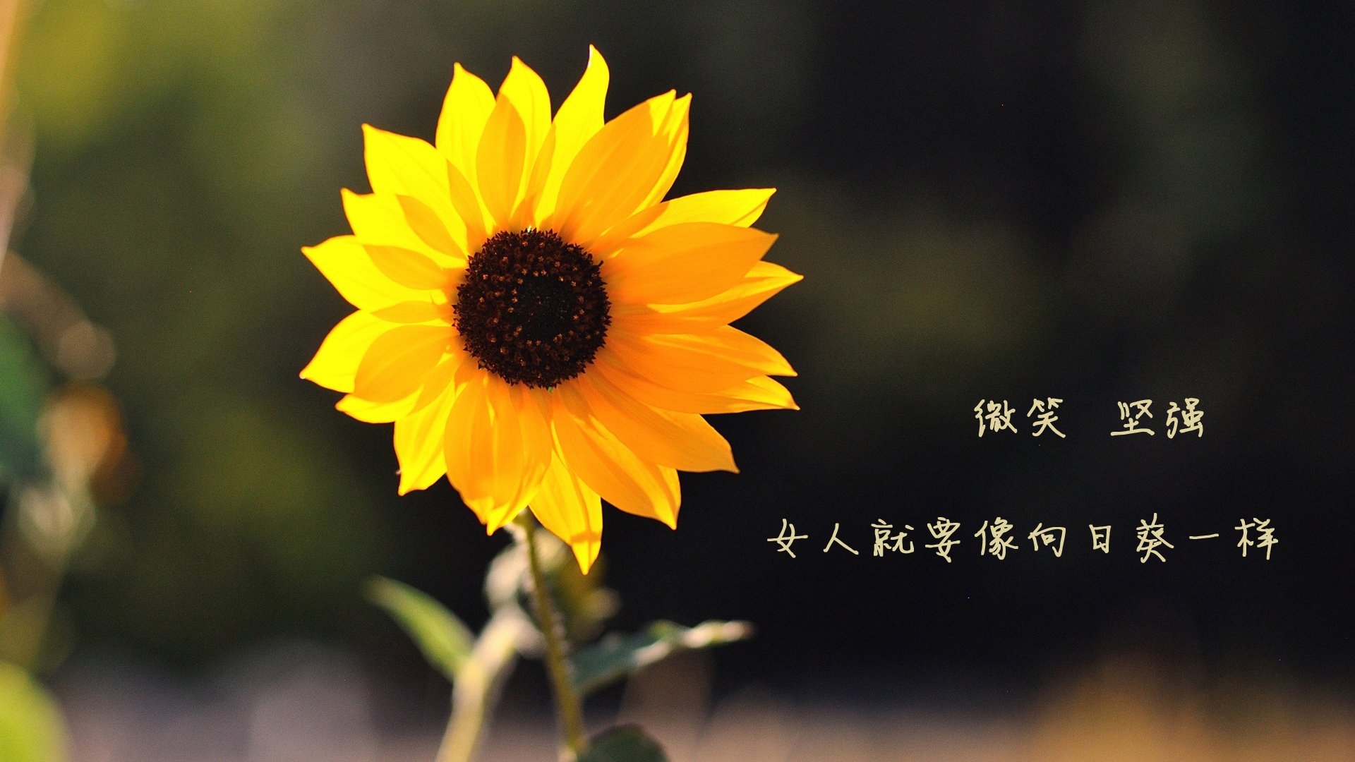 哥伦比亚马术协会设立马匹福利基金，支持马匹退休生活。，哥伦比亚马拉松