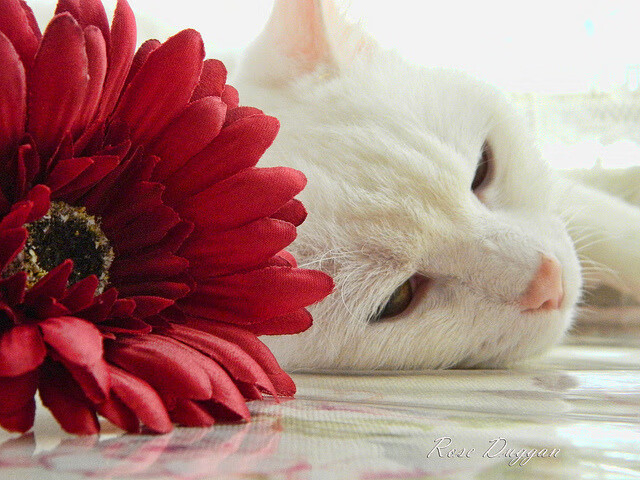 国际台球联盟创新赛制，推动运动公平发展，国际台球的基本知识与打法