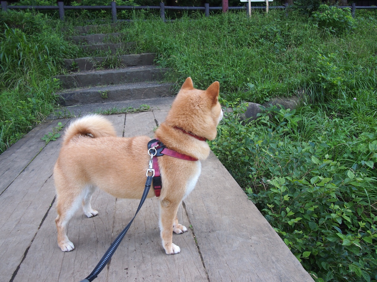 国际台球赛冠军争夺战白热化，台球世界冠军白鸽